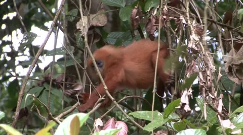 Red Leaf Monkey sit in tree eating red leaf closeup Stock Footage 56686445