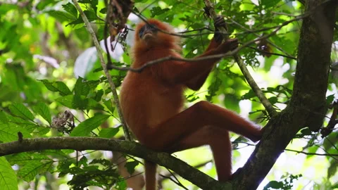 Red leaf monkey sitting on a branch Stock Footage 318678062
