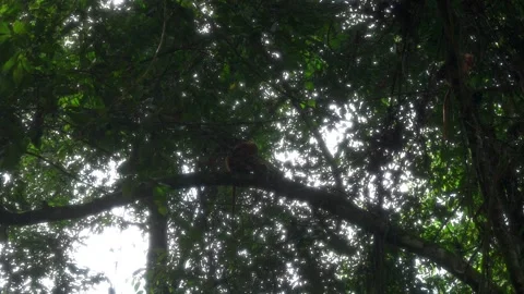 Red Leaf Monkeys Running And Jumping Through Canopy Stock Footage 345021571