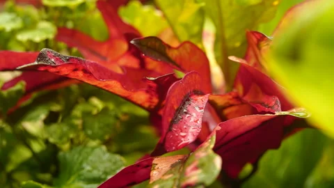 Red Leaf with Morning Dew Stock Footage 245571333
