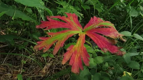 Red Leaf Mountain ash Stock Footage 237878686