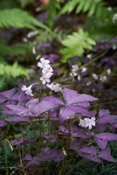 Red leaf oxalis Stock Photos