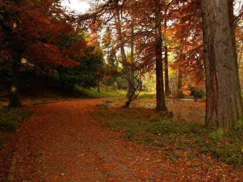 Red leaf path in forest Stock Photos