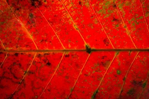 Red leaf pattern background Stock Photos
