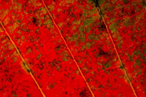 Red leaf pattern background Stock Photos