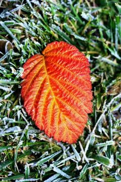 Red leaf 스톡 사진