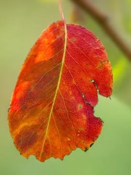 Red leaf Stock Photos