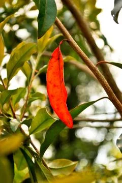 Red leaf Stock Photos