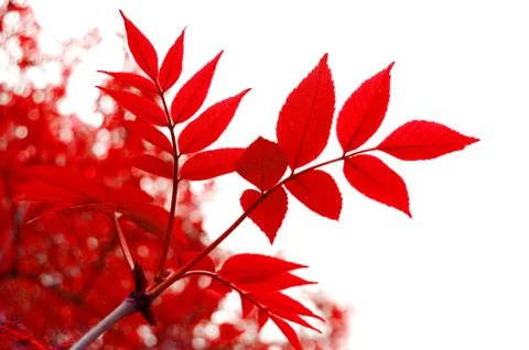 Red leaf Stock Photos