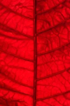 Red leaf Stock Photos