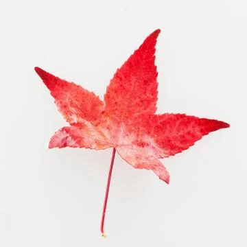 Red leaf Foto stock