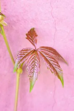 Red leaf Stock Photos