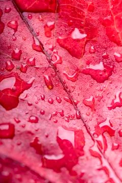 Red leaf Stock Photos