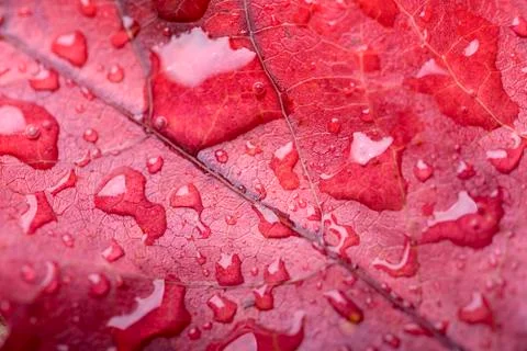 Red leaf Fotos Stock