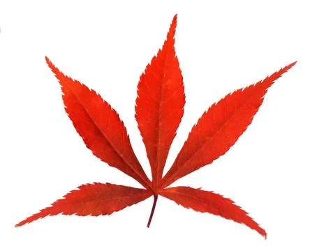 Red leaf Stock Photos