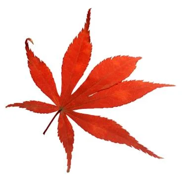 Red leaf Stock Photos