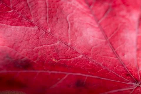Red leaf Foto stock