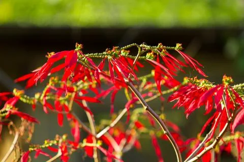 Red leaf Stock Photos