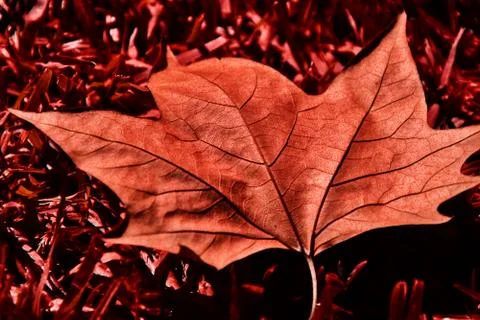 Red Leaf 스톡 사진