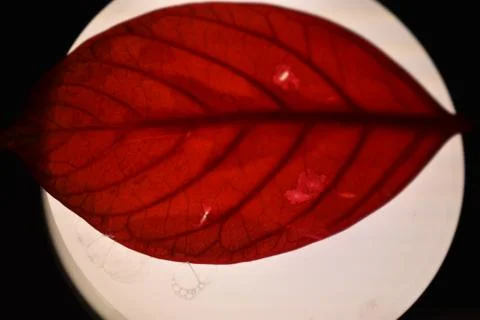 Red Leaf Stock Photos