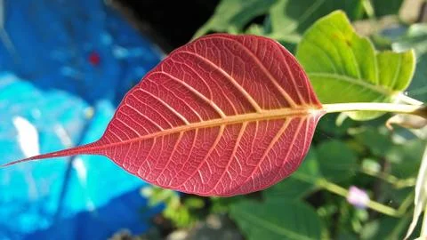 Red leaf Stock Photos