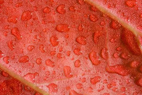 Red leaf Stock Photos