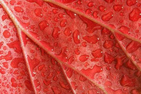 Red leaf Stock Photos