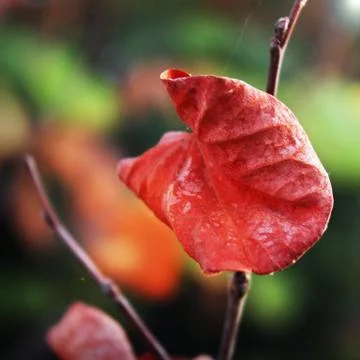Red Leaf Stock Photos