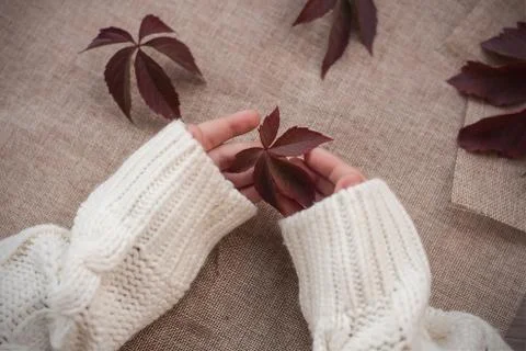 Red leaf  Stock Photos