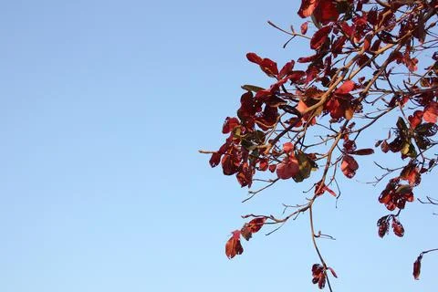 Red leaf Stock Photos