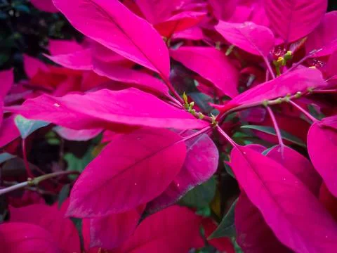 Red leaf Stock Photos