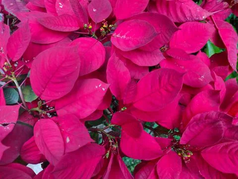 Red leaf Stock Photos