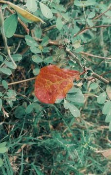 Red leaf Stock Photos