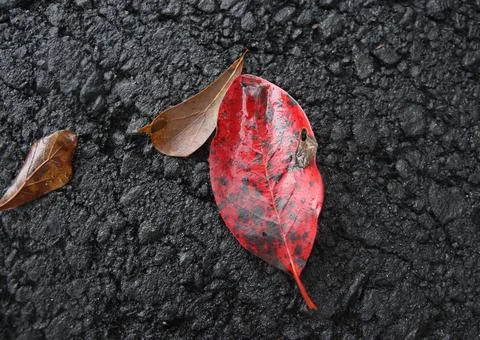 Red Leaf Stock Photos