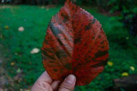 A red leaf Stock Photos