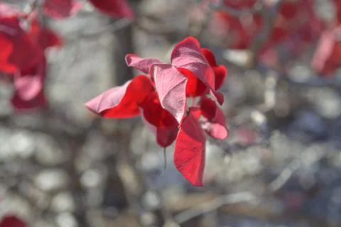 Red leaf Stock Photos