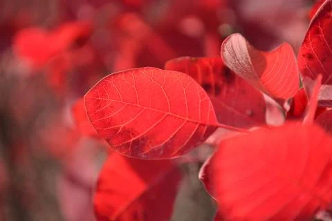 Red leaf Stock Photos