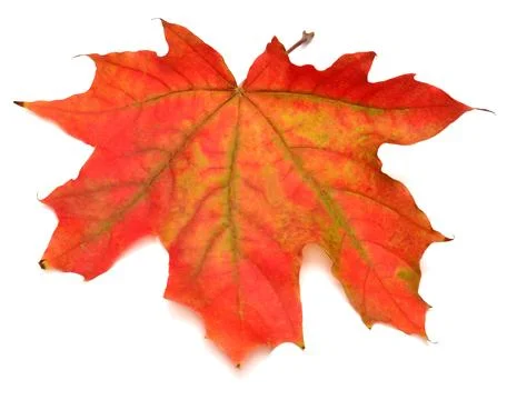 Red leaf Stock Photos
