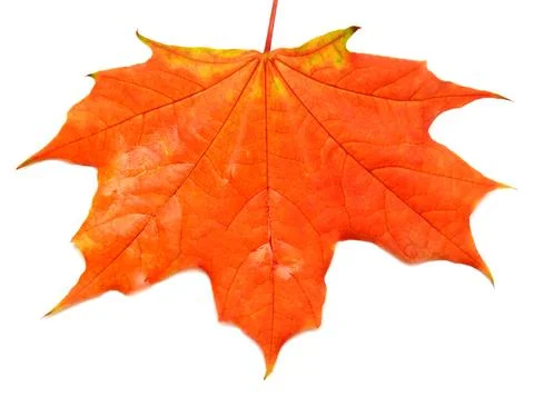 Red leaf Stock Photos