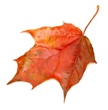 Red leaf Stock Photos