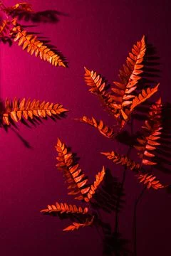 Red Leaf on Pink background - Winter Fern Foto stock