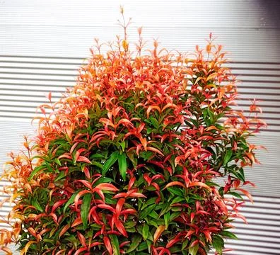 Red leaf plant Stock Photos