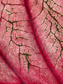 Red leaf plant texture Stock Photos