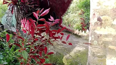 Red leaf plants swaying in the wind on the edge of a large wooden tree Stock Footage 224982912