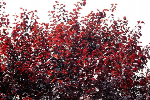 Red leaf plum tree foliage. Purple-leaved plum tree branches with dark red .. Stock Photos