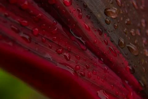 Red leaf with rain drops Stock Photos