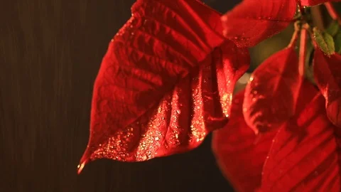 Red Leaf in the rain Video stock 90959874