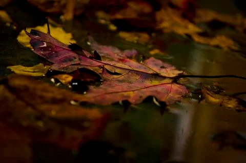 Red Leaf Reflection Stock Photos