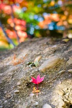 Red Leaf Resting on a Stone Stock Photos