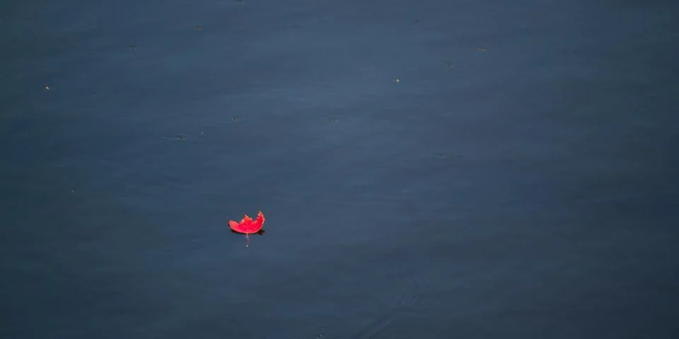 Red Leaf on River Stock-Fotos